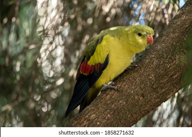 The Regent Parrot Is A Light Yellowish Bird With An Orange Beak