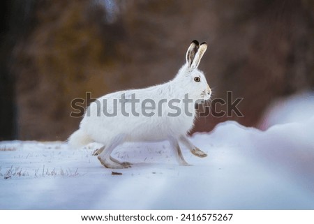 Regina, Canada - Arctic hare in snow