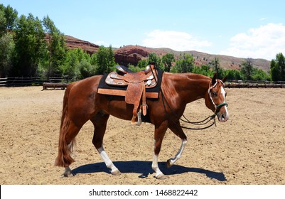 Registered American Paint Horse With Western Show Saddle And Head Stall Walking Inside An Arena.