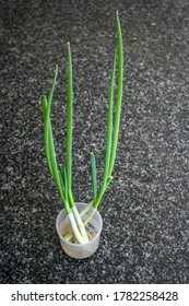 Regrow Green Onions From Scraps