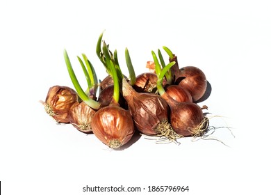 Regrow A Sprouted Onion But Onions Are Usually Grown From Seed