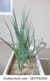 Regrowing Green Onions/ Scallions In A Pot.