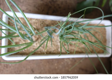 Regrowing Green Onions/ Scallions In A Pot.