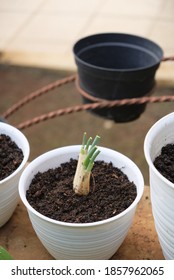 Regrowing Green Onions/ Scallions In A Pot.