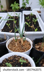 Regrowing Green Onions/ Scallions In A Pot.