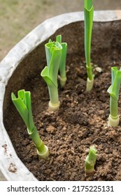 Regrowing Leeks, Shoots Grown In Soil At Home, Regrow Vegetables From Scrapes And Cuttings, Taken In Shallow Depth Of Field