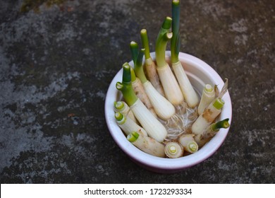 Regrowing Onions From Scraps Save Time And Reduce Waste As You Will Never Have To Toss Out Half Used Bunch Of Scallions Left In The Fridge The Project Impresses Kids And Adults With Green Thumb Skills