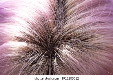 Regrown Dark Hair Roots. Coloring Concept.