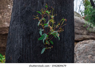 Regrowth After The Bush Fire