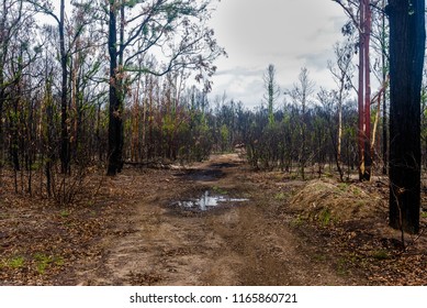 Regrowth After Bushfire In Sydney, Australia