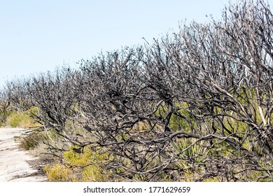 Re-growth Aftr Bush Fire In Kamay National Park, Sydney Australia