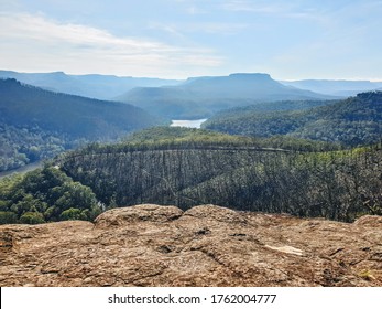 Regrowth In Bush Fire Forest