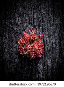 Regrowth In Bushfire Affected Areas, New South Wales, Australia