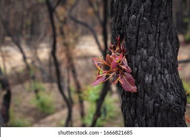 Regrowth On A Burnt Tree In The Australian Bush Fires.  Tree On The Right Of Frame With Space For Text.