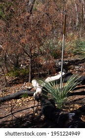 Regrowth Xanthorrhoea After Bush Fire