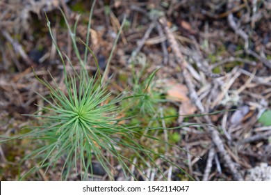 Regrowth Of A Young Evergreen Sapling On The Forest Floor After A Forest Fire