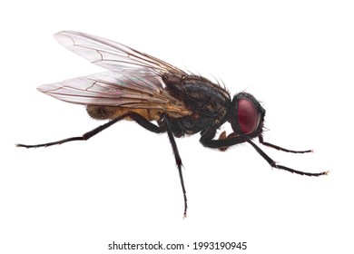 Regular Fly High Resolution No Background Stock Photo 1993190945 ...