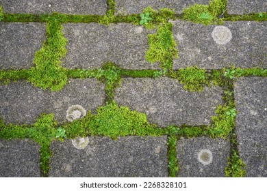Regular pattern of green moss growing between the joints of some cobblestones near Lugo Galicia