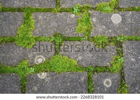 Regular pattern of green moss growing between the joints of some cobblestones near Lugo Galicia