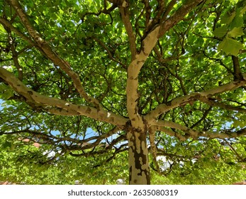 Regularly space the trees on the square in a square grid. plane trees are grown into flat flat umbrella shapes. correct splicing of the branches is essential from a professional arborist