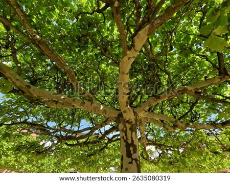 Regularly space the trees on the square in a square grid. plane trees are grown into flat flat umbrella shapes. correct splicing of the branches is essential from a professional arborist