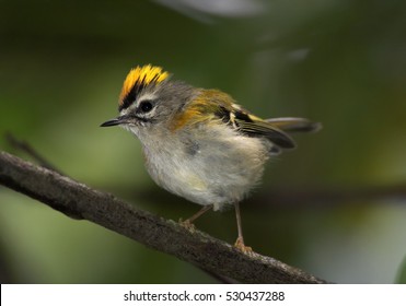 Regulus Madeirensis, Madeira Firecrest. Small Bird Enedemic To Madeira Island. Laurisilva Of Madeira, UNESCO World Heritage. 