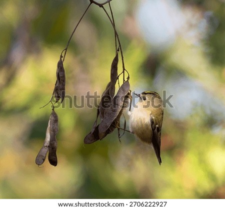Regulus regulus. Tiny Goldcrest Bird Perched on Dry Black Locust Seed Pods in Autumn Sunlight