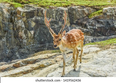 Rehabilitation Of The Formosan Sika Deer in A Small Island - Daqiu (Deer Watching Paradise) At Matsu, Taiwan