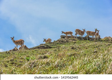 Rehabilitation Of The Formosan Sika Deer in A Small Island - Daqiu (Deer Watching Paradise) At Matsu, Taiwan
