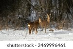 Rehe im Winter auf Lichtung, Schnee, Wald, Rehwild, Wildlife