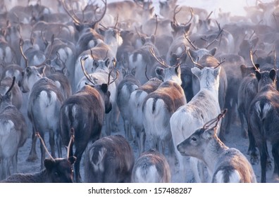 Reindeer Siberia Images, Stock Photos & Vectors | Shutterstock