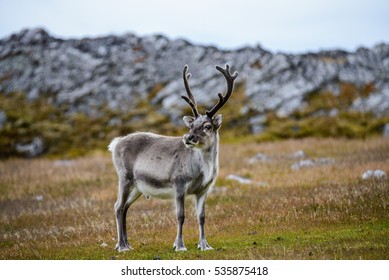 Reindeer