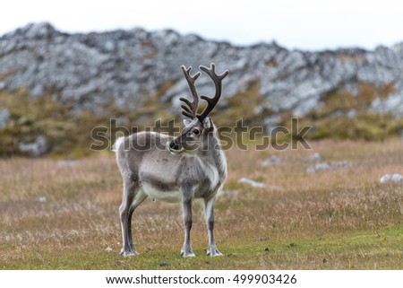 Reindeer