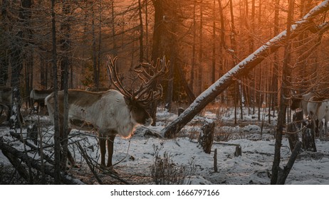 Reindeer Aliment  By People In Taiga From Mongolia For Vehicle