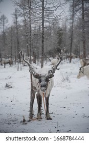 Reindeer Aliment  By People In Taiga From Mongolia For Vehicle