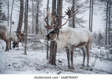 Reindeer Aliment  By People In Taiga From Mongolia For Vehicle