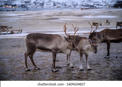 Reindeer In The Artic Tundra In Winter