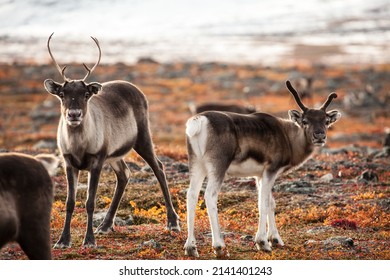 Reindeer in autumn. Abisko national park in Sweden.