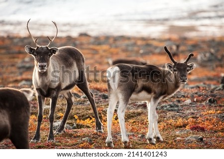 Reindeer in autumn. Abisko national park in Sweden.