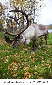 Reindeer in the autumn wood