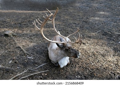 Reindeer With Big Antlers Is Resting On The Ground In The Sun