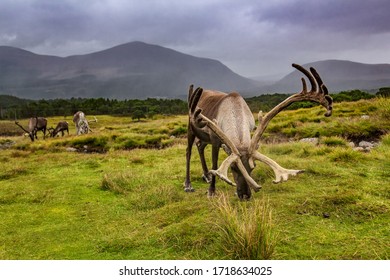 
The Reindeer Of Cairngorms National Park