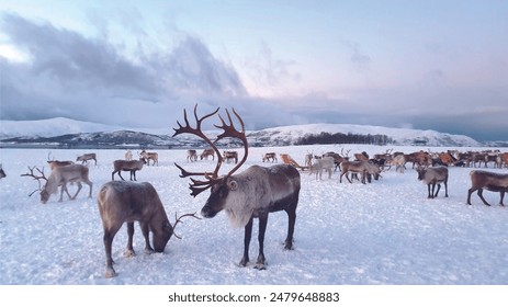 
The reindeer, called caribou in Canada, is a deer native to the arctic and subarctic regions of Europe, Asia and North America. It is a robust animal that can weigh up to 180 kg. - Powered by Shutterstock