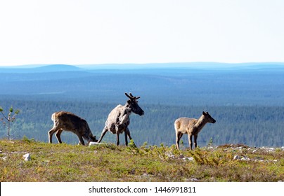 Reindeer With Calves On Fell Kukastunturi, Lapland, Finland