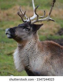 The reindeer, caribou in North America is a species of deer, native to arctic, subarctic, tundra, boreal, and mountainous regions of northern Europe, Siberia, and North America.