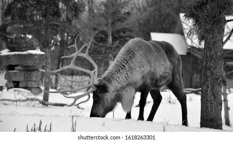 285 Native caribou Images, Stock Photos & Vectors | Shutterstock