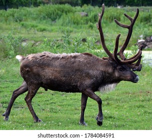 285 Native Caribou Images, Stock Photos & Vectors 