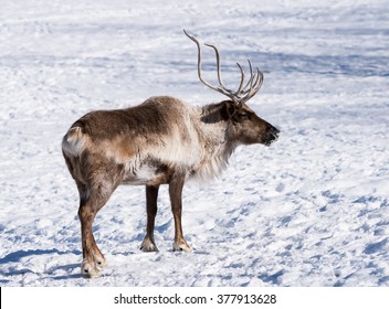  Reindeer Or Caribou In Winter