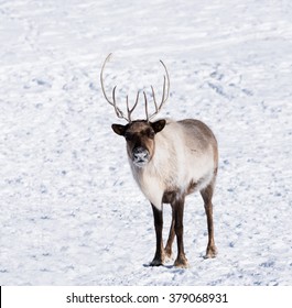  Reindeer Or Caribou In Winter