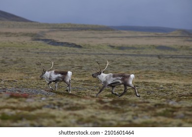 Reindeer  Caribou In The Winter Time,  Iceland